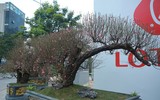 Cận cảnh đào rừng cổ thụ giá hơn trăm triệu ở Hà Nội 