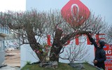 Cận cảnh đào rừng cổ thụ giá hơn trăm triệu ở Hà Nội 