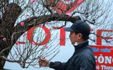 Cận cảnh đào rừng cổ thụ giá hơn trăm triệu ở Hà Nội 