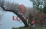 Cận cảnh đào rừng cổ thụ giá hơn trăm triệu ở Hà Nội 