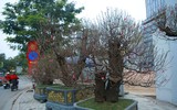 Cận cảnh đào rừng cổ thụ giá hơn trăm triệu ở Hà Nội 