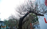 Cận cảnh đào rừng cổ thụ giá hơn trăm triệu ở Hà Nội 
