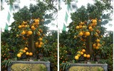 Cận cảnh bưởi cổ thụ gần trăm triệu đồng ở Hà Nội