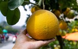 Cận cảnh bưởi cổ thụ gần trăm triệu đồng ở Hà Nội