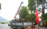 Cận cảnh bưởi cổ thụ gần trăm triệu đồng ở Hà Nội