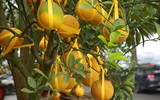 Cận cảnh bưởi cổ thụ gần trăm triệu đồng ở Hà Nội