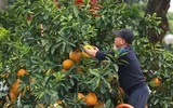 Cận cảnh bưởi cổ thụ gần trăm triệu đồng ở Hà Nội