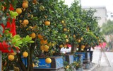 Cận cảnh bưởi cổ thụ gần trăm triệu đồng ở Hà Nội
