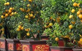Cận cảnh bưởi cổ thụ gần trăm triệu đồng ở Hà Nội