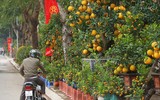 Cận cảnh bưởi cổ thụ gần trăm triệu đồng ở Hà Nội