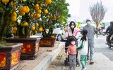 Cận cảnh bưởi cổ thụ gần trăm triệu đồng ở Hà Nội