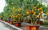 Cận cảnh bưởi cổ thụ gần trăm triệu đồng ở Hà Nội