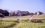 Ngắm cánh đồng tam giác mạch đẹp như tranh ở Hà Nội 