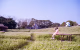 Ngắm cánh đồng tam giác mạch đẹp như tranh ở Hà Nội 