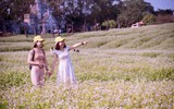 Ngắm cánh đồng tam giác mạch đẹp như tranh ở Hà Nội 