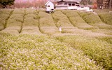 Ngắm cánh đồng tam giác mạch đẹp như tranh ở Hà Nội 