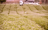 Ngắm cánh đồng tam giác mạch đẹp như tranh ở Hà Nội 