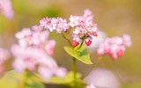 Ngắm cánh đồng tam giác mạch đẹp như tranh ở Hà Nội 