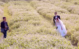 Ngắm cánh đồng tam giác mạch đẹp như tranh ở Hà Nội 