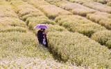 Ngắm cánh đồng tam giác mạch đẹp như tranh ở Hà Nội 