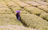 Ngắm cánh đồng tam giác mạch đẹp như tranh ở Hà Nội 
