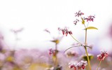 Ngắm cánh đồng tam giác mạch đẹp như tranh ở Hà Nội 