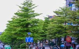 Hà Nội đẹp ngỡ ngàng dưới những hàng cây