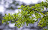 Hà Nội đẹp ngỡ ngàng dưới những hàng cây