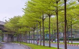 Hà Nội đẹp ngỡ ngàng dưới những hàng cây