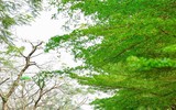 Hà Nội đẹp ngỡ ngàng dưới những hàng cây