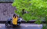 Hà Nội đẹp ngỡ ngàng dưới những hàng cây