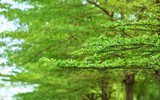 Hà Nội đẹp ngỡ ngàng dưới những hàng cây