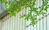 Hà Nội đẹp ngỡ ngàng dưới những hàng cây