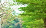 Hà Nội đẹp ngỡ ngàng dưới những hàng cây