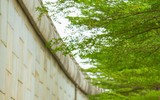 Hà Nội đẹp ngỡ ngàng dưới những hàng cây