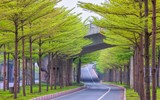 Hà Nội đẹp ngỡ ngàng dưới những hàng cây