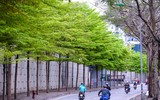 Hà Nội đẹp ngỡ ngàng dưới những hàng cây
