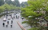 Hà Nội đẹp ngỡ ngàng dưới những hàng cây