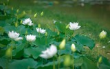 Lạc lối giữa đầm sen trắng tinh khôi rộng gần 1.000m2 ở ngoại thành Hà Nội