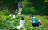 Lạc lối giữa đầm sen trắng tinh khôi rộng gần 1.000m2 ở ngoại thành Hà Nội
