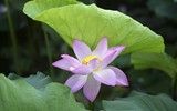 Đắm say mùa sen hồng ở Hà Nội 