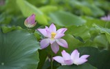 Đắm say mùa sen hồng ở Hà Nội 