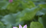 Đắm say mùa sen hồng ở Hà Nội 