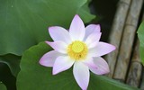 Đắm say mùa sen hồng ở Hà Nội 