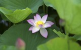 Đắm say mùa sen hồng ở Hà Nội 