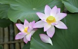 Đắm say mùa sen hồng ở Hà Nội 