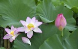 Đắm say mùa sen hồng ở Hà Nội 