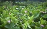 Đắm say mùa sen hồng ở Hà Nội 