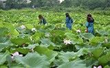 Đắm say mùa sen hồng ở Hà Nội 