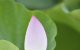 Đắm say mùa sen hồng ở Hà Nội 